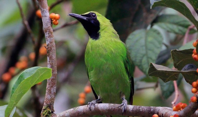 Daftar Gacor Terjamin: Tips Menjamin Burung Agar Tetap Bersuara Keras