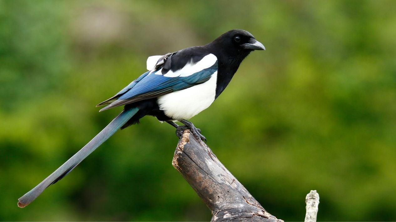 Daftar Gacor Online: Tips Jitu untuk Suara Burung Menjadi Gacor