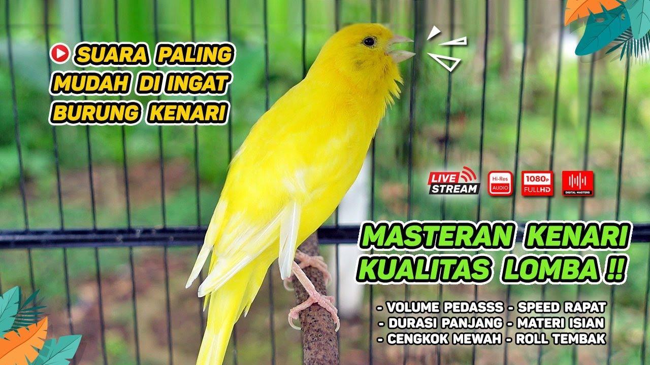 Gacor Tergacor: Tips Agar Burung Menjadi Kicauan Terbaik